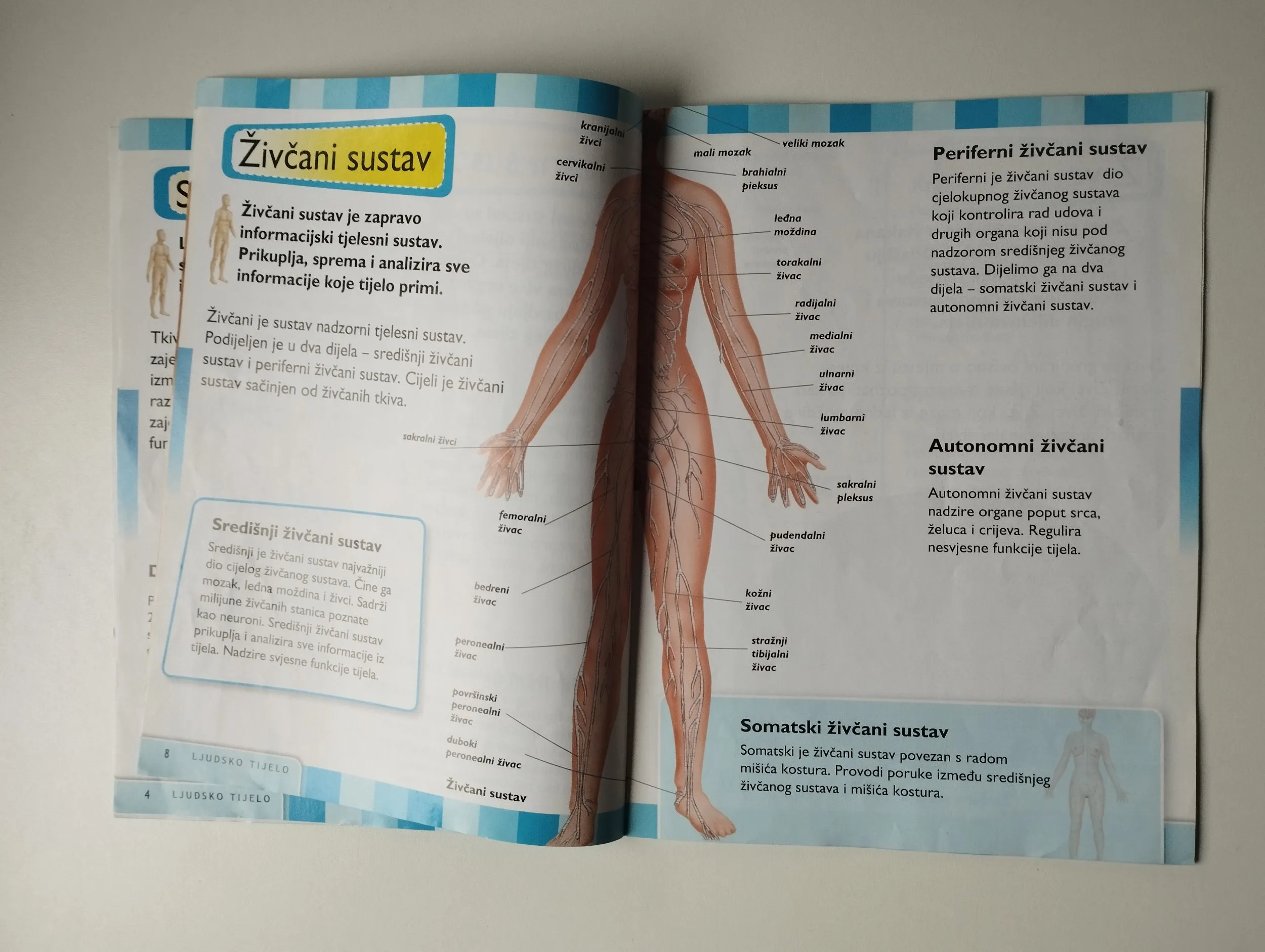 ljudsko tijelo; živčani sustav i krvotok - slika 4