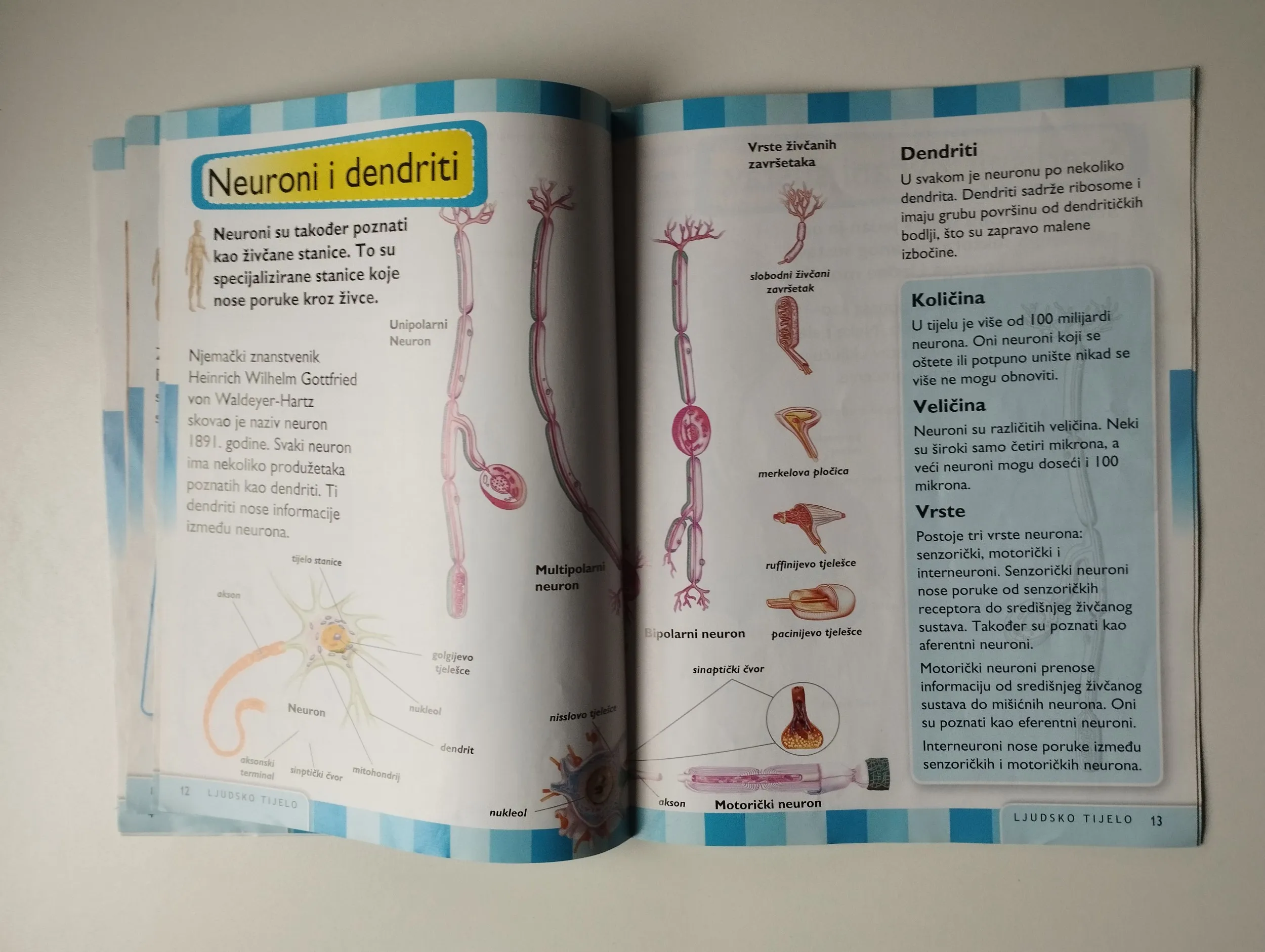 ljudsko tijelo; živčani sustav i krvotok - slika 5