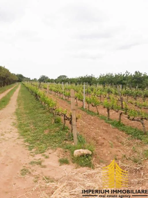 agricultural land: benkovac 2900m2 - slika 5
