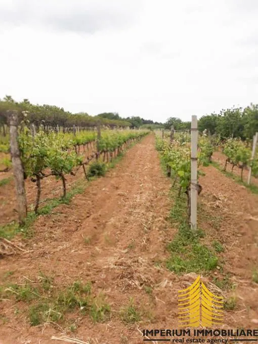 agricultural land: benkovac 2900m2 - slika 1