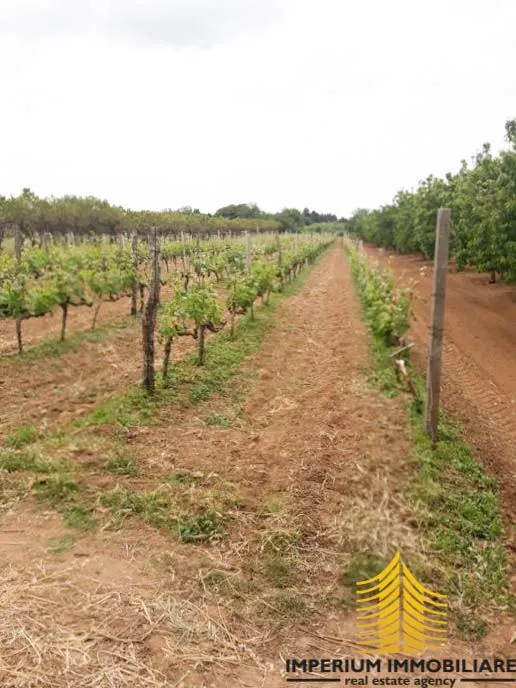 agricultural land: benkovac 2900m2 - slika 3
