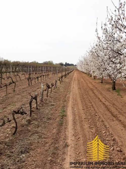 agricultural land: benkovac 2900m2 - slika 4