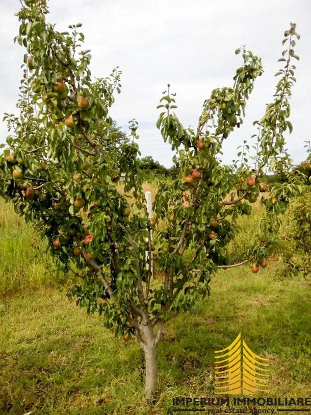 prodaja, zemljište, poljoprivredna površina, zadarska županija, posedarje - slika 4
