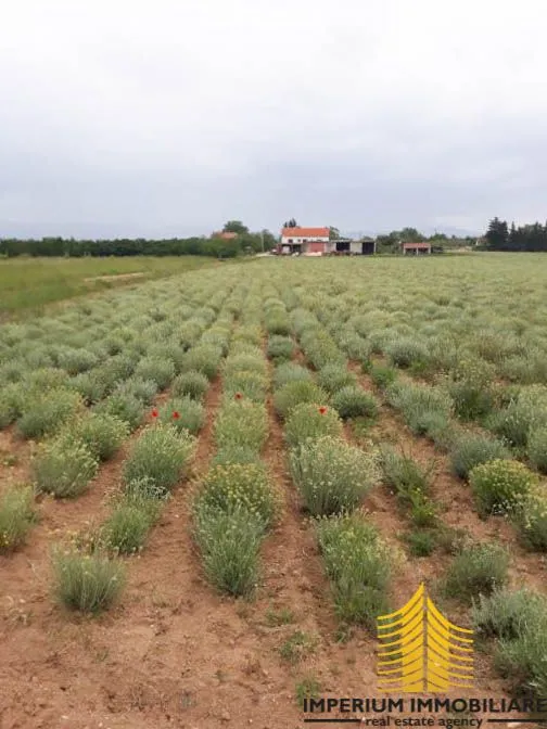 agricultural land: benkovac 2900m2 - slika 2
