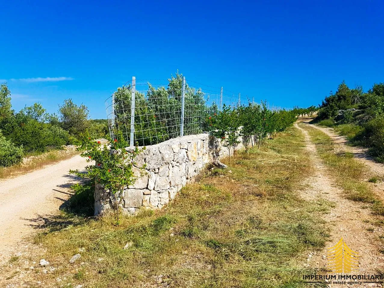 poljoprivredno zemljište, sutivan - maslinik 20 000m2 - slika 2