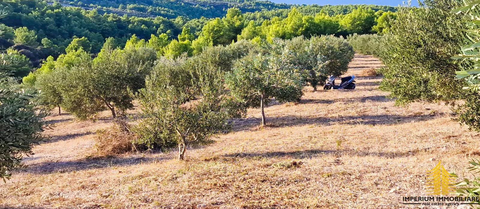 poljoprivredno zemljište, sutivan - maslinik 20 000m2 - slika 5