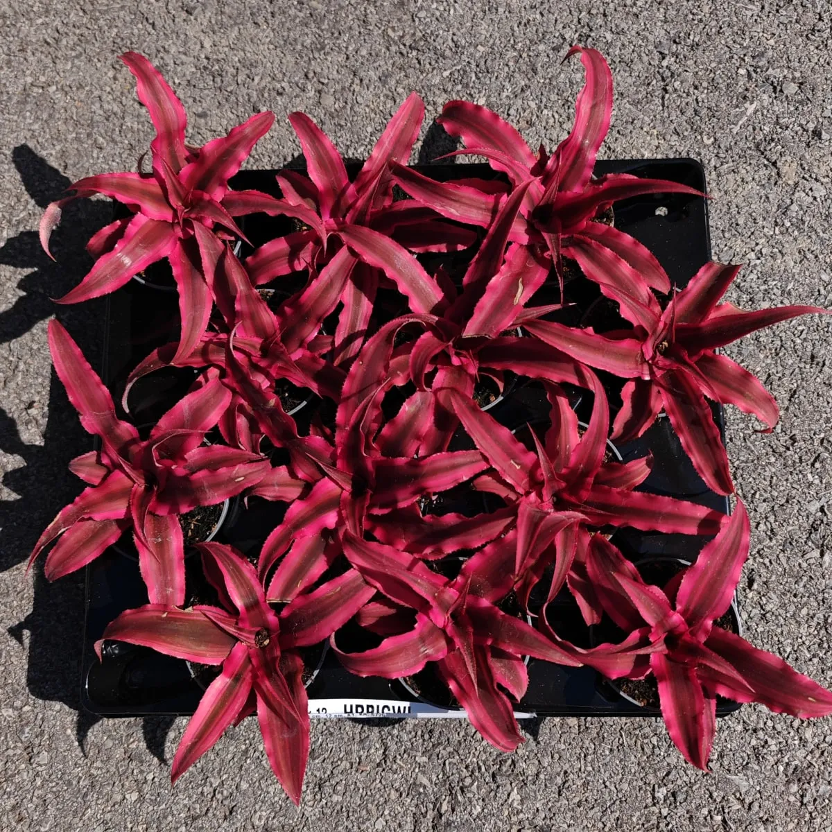 cryptanthus bivittatus - slika 2
