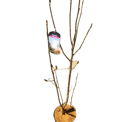 magnolia”daybreak”-mirisna - slika 4