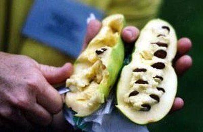 Indijanska banana-Paw-paw(Asimina triloba) Sadnice