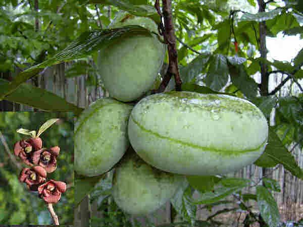 indijanska banana-paw-paw(asimina triloba) sadnice - slika 2