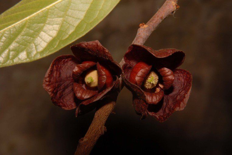 indijanska banana-paw-paw(asimina triloba) sadnice - slika 3