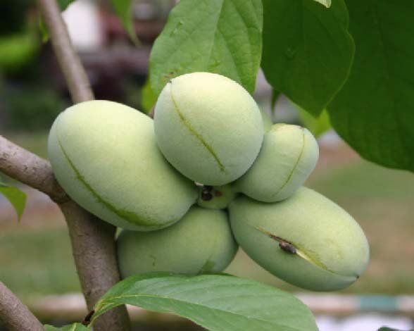 indijanska banana-paw-paw(asimina triloba) sadnice - slika 4