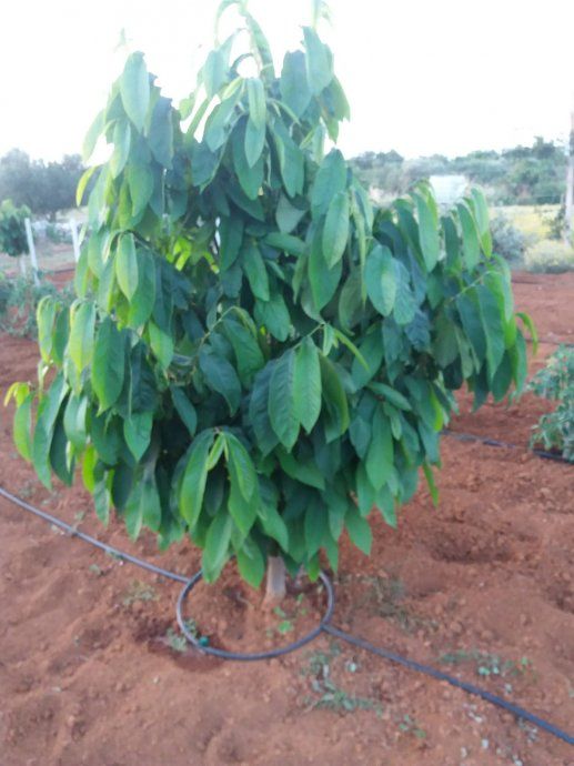 indijanska banana sadnica stara 16 godina s plodovima - slika 2