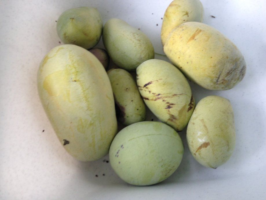 Indijanska banana sadnica stara 16 godina s plodovima