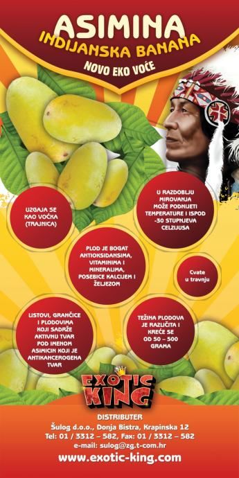 indijanska banana sadnica stara 16 godina s plodovima - slika 3
