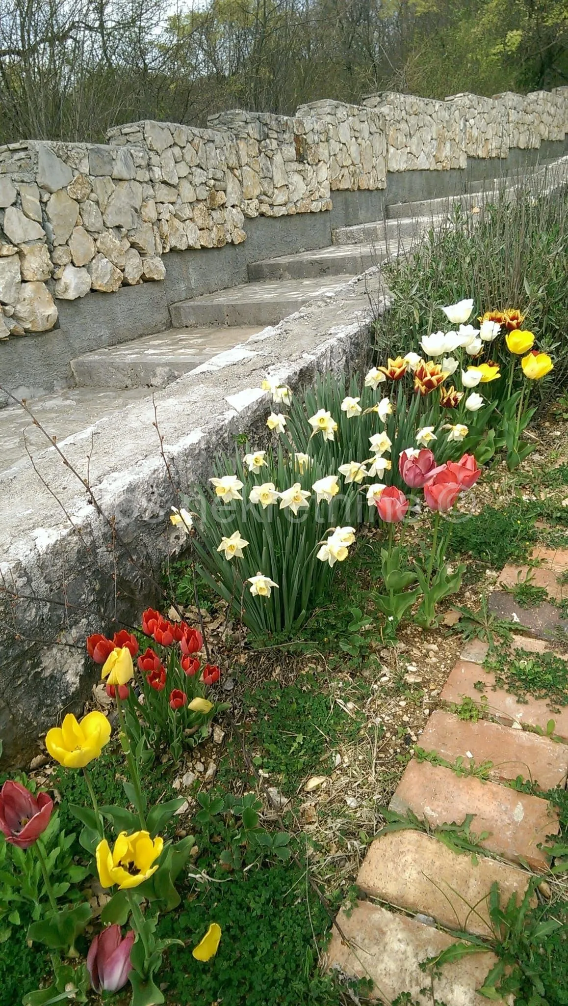 građevinsko zemljište 3.024 m² s vinogradom - blizu sinja - slika 13