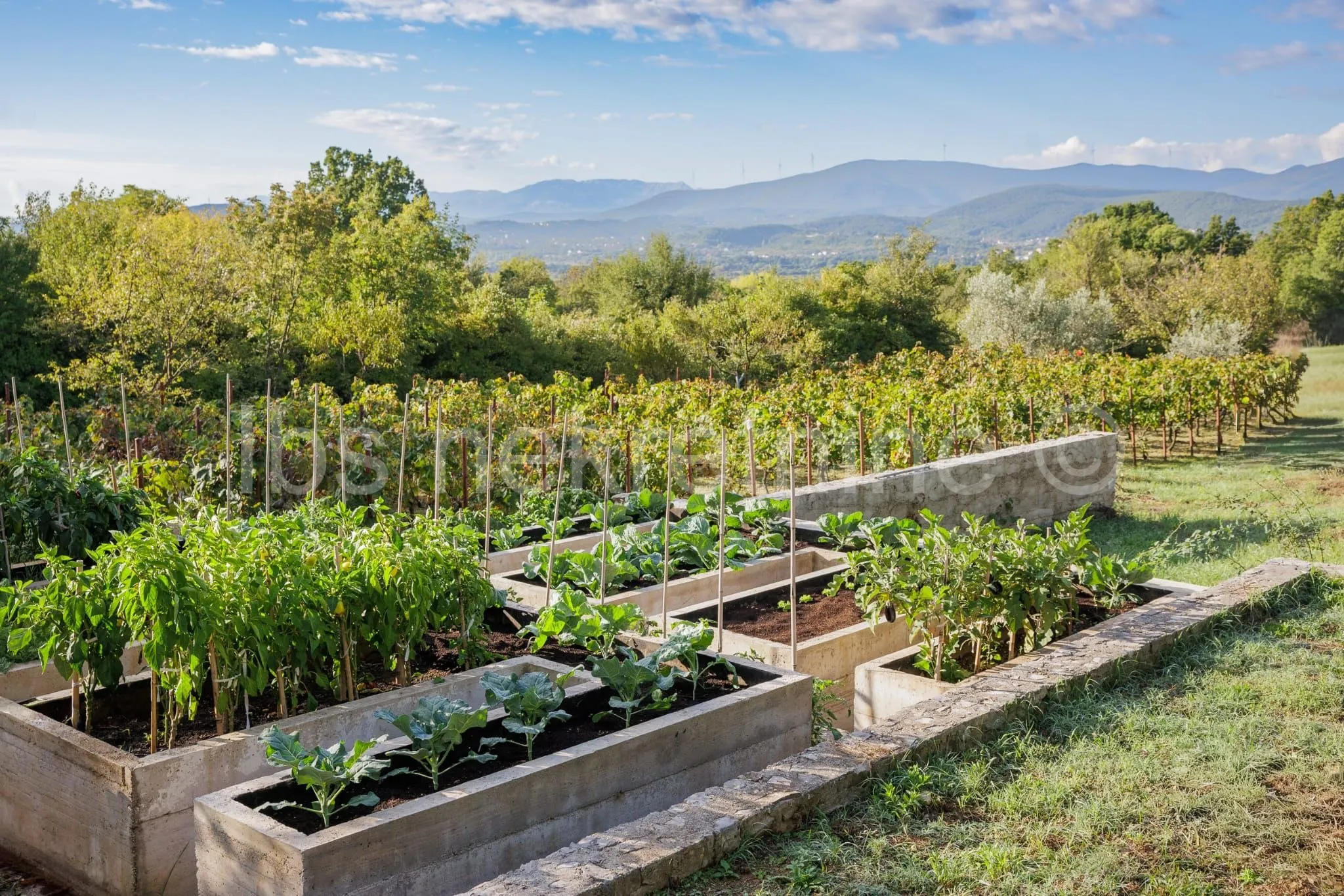 građevinsko zemljište 3.024 m² s vinogradom - blizu sinja - slika 9