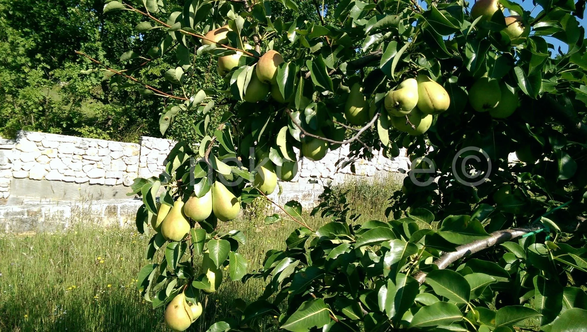 građevinsko zemljište 3.024 m² s vinogradom - blizu sinja - slika 25