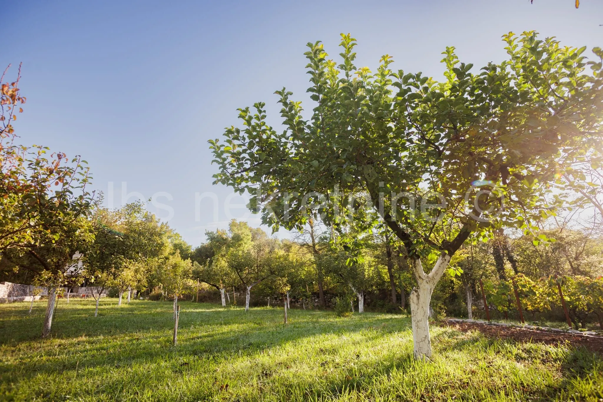 građevinsko zemljište 3.024 m² s vinogradom - blizu sinja - slika 11