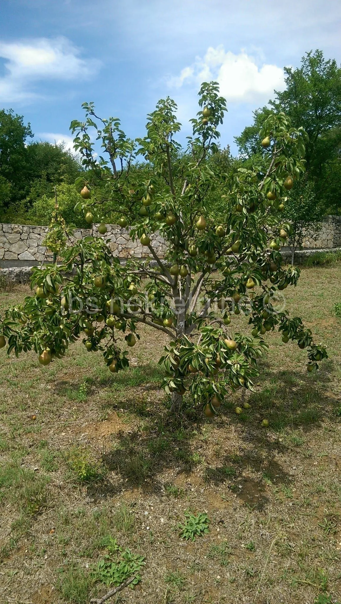 građevinsko zemljište 3.024 m² s vinogradom - blizu sinja - slika 7