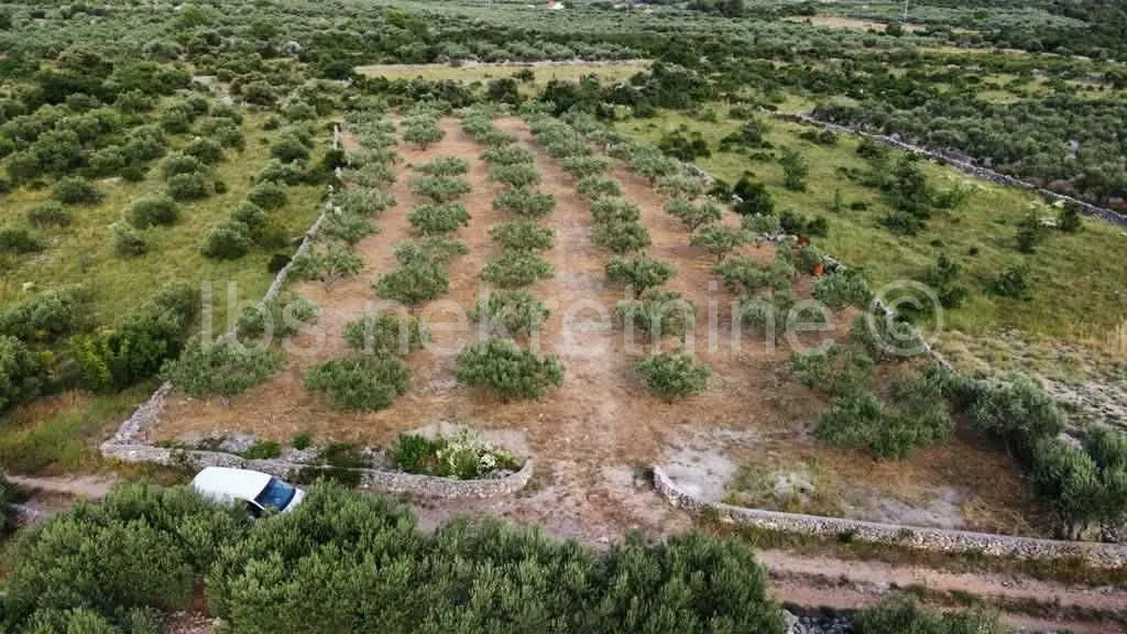 ***maslinik sa 80 maslina!!!!*** - slika 2