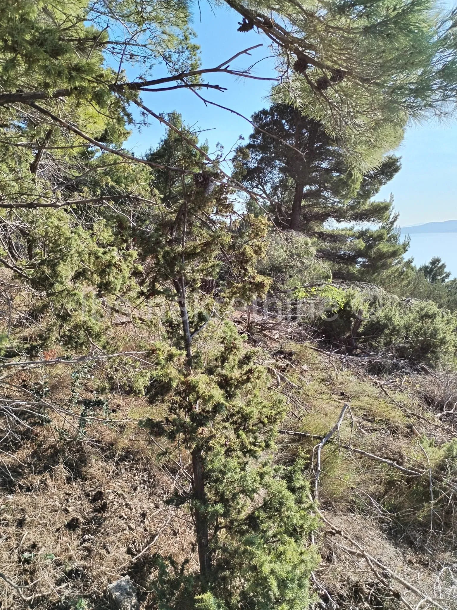 marušići zemljište 4000 m2 - slika 3