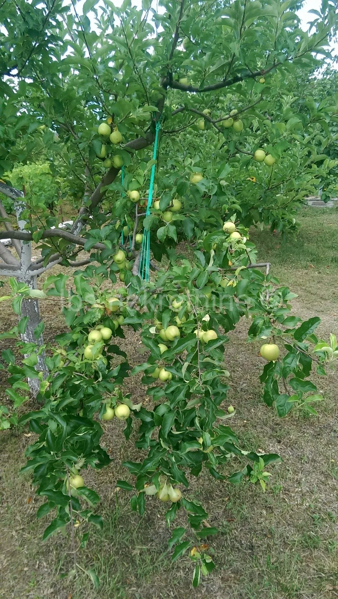 građevinsko zemljište 3.024 m² s vinogradom - blizu sinja - slika 17