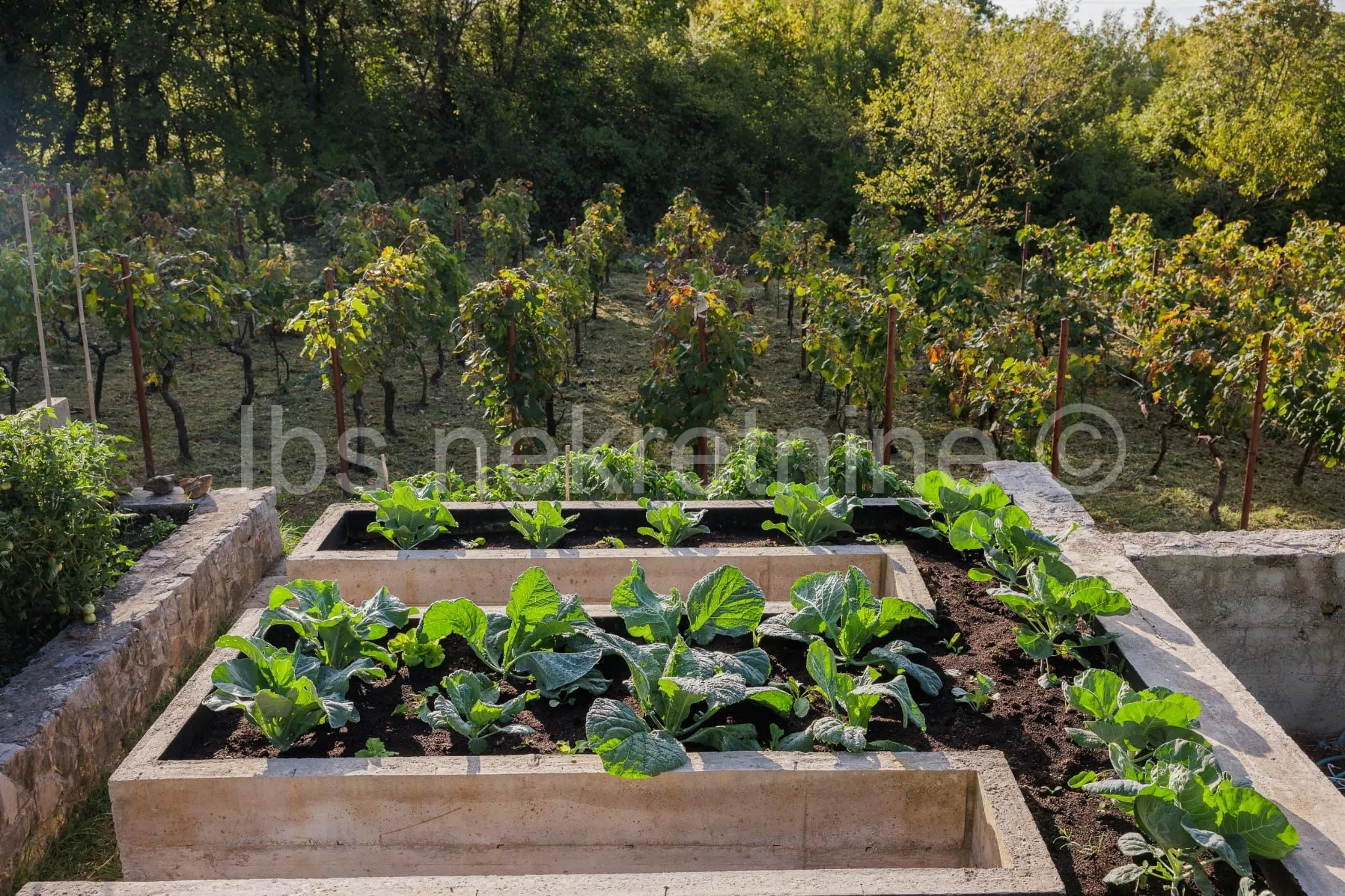 građevinsko zemljište 3.024 m² s vinogradom - blizu sinja - slika 14