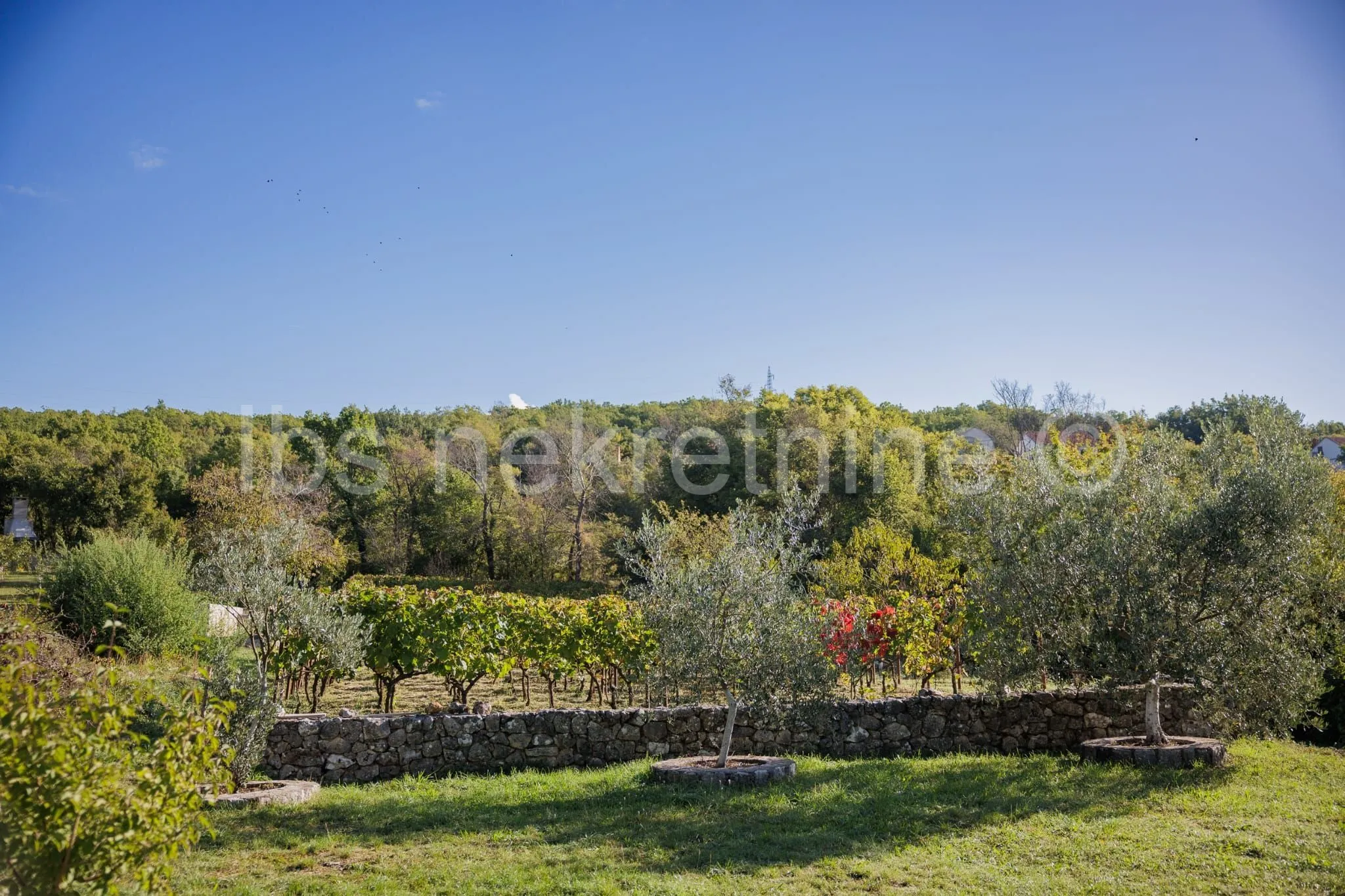 građevinsko zemljište 3.024 m² s vinogradom - blizu sinja - slika 5