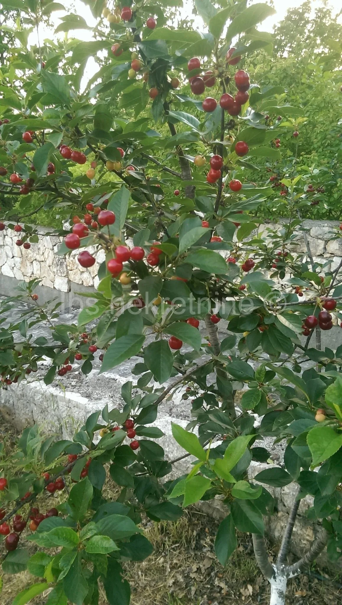 građevinsko zemljište 3.024 m² s vinogradom - blizu sinja - slika 19