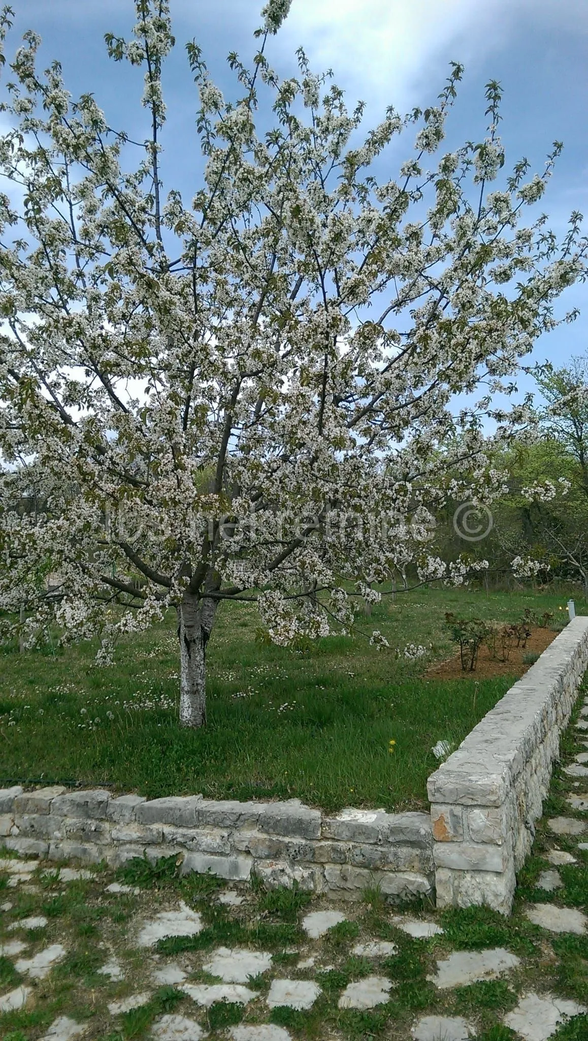 građevinsko zemljište 3.024 m² s vinogradom - blizu sinja - slika 23