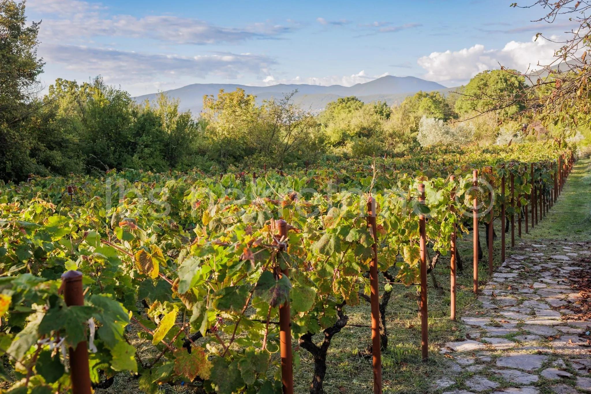 građevinsko zemljište 3.024 m² s vinogradom - blizu sinja - slika 28
