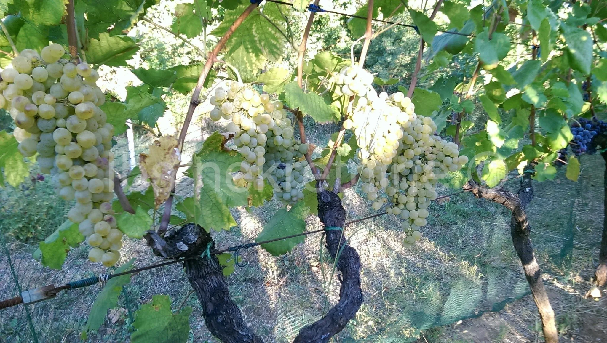 građevinsko zemljište 3.024 m² s vinogradom - blizu sinja - slika 27
