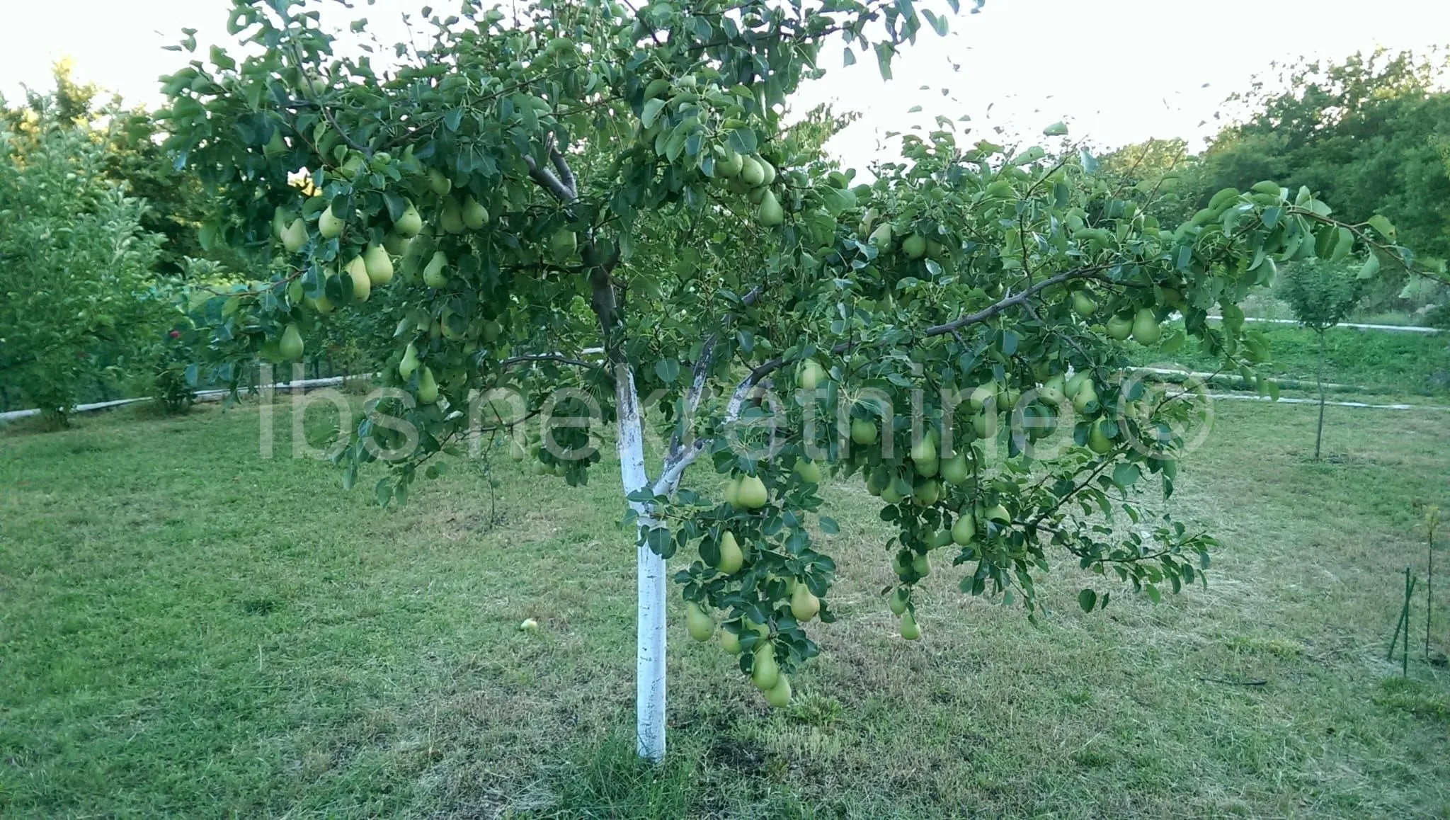 građevinsko zemljište 3.024 m² s vinogradom - blizu sinja - slika 21