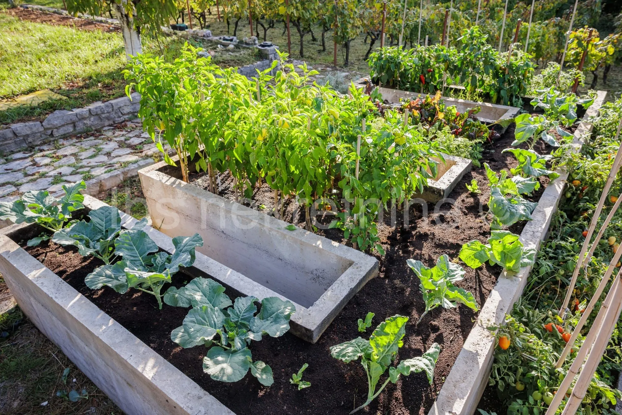 građevinsko zemljište 3.024 m² s vinogradom - blizu sinja - slika 6