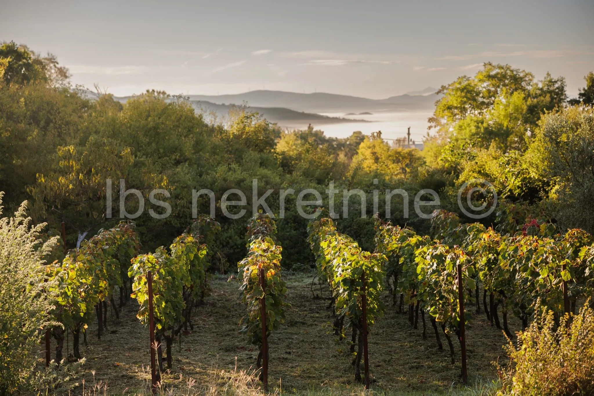 građevinsko zemljište 3.024 m² s vinogradom - blizu sinja - slika 16