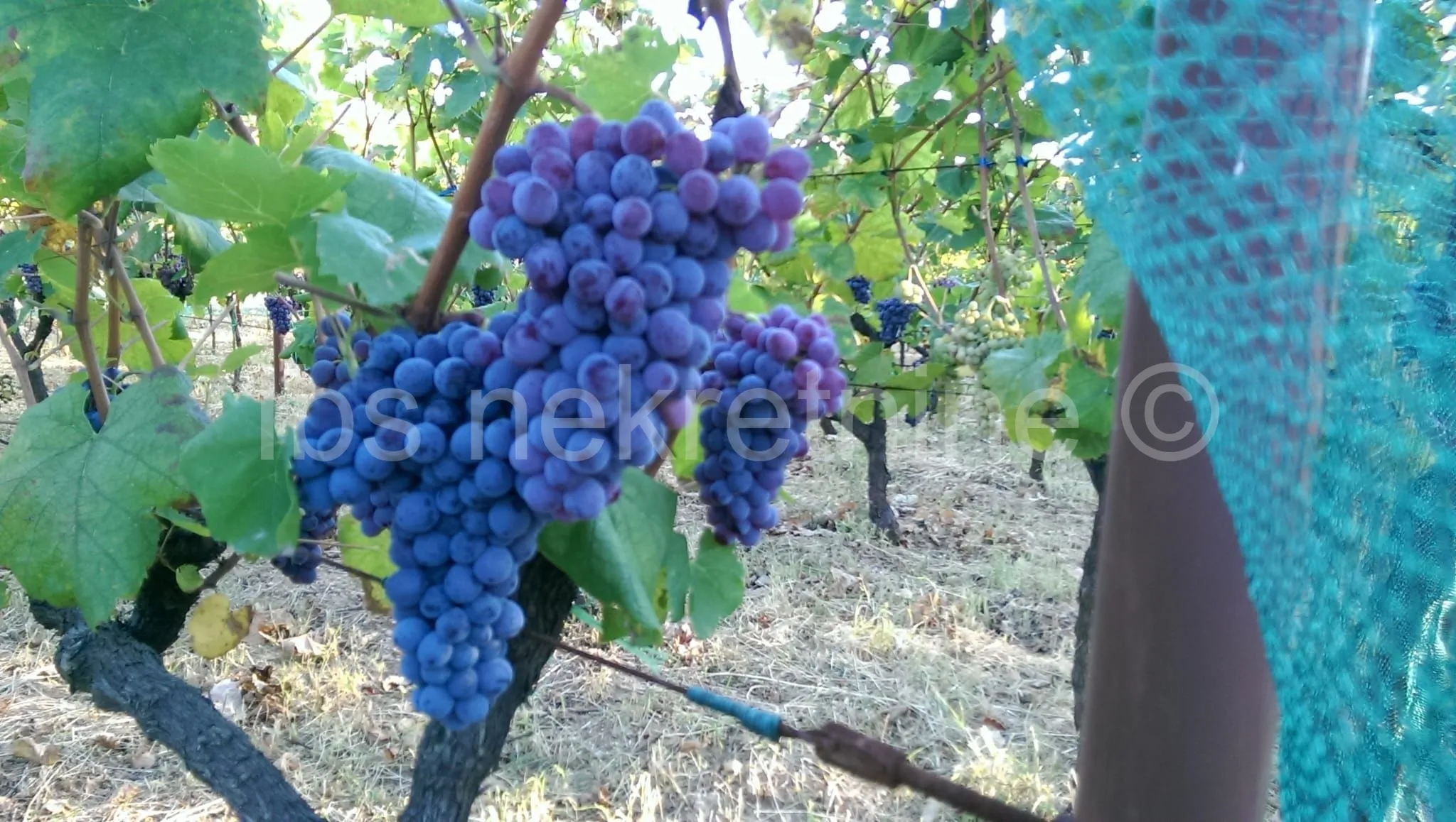 građevinsko zemljište 3.024 m² s vinogradom - blizu sinja - slika 10