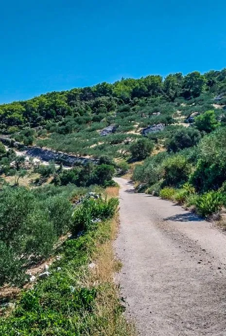 povlja, brač – maslinik s 50 odraslih maslina s pogledom na more - slika 6