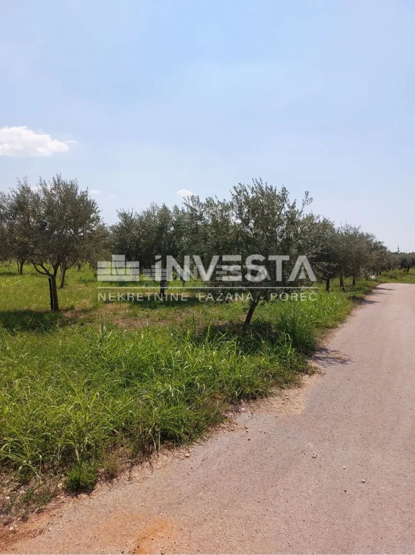 poreč okolica, maslinik od 2000 m2 - slika 4