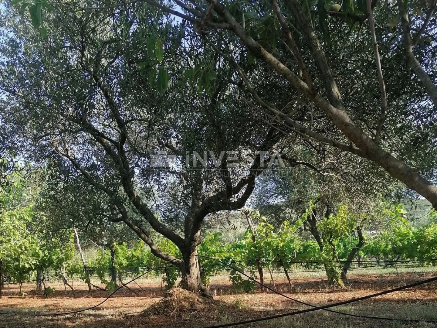 rovinj, savršeno imanje za opuštanje i agroturizam - slika 8