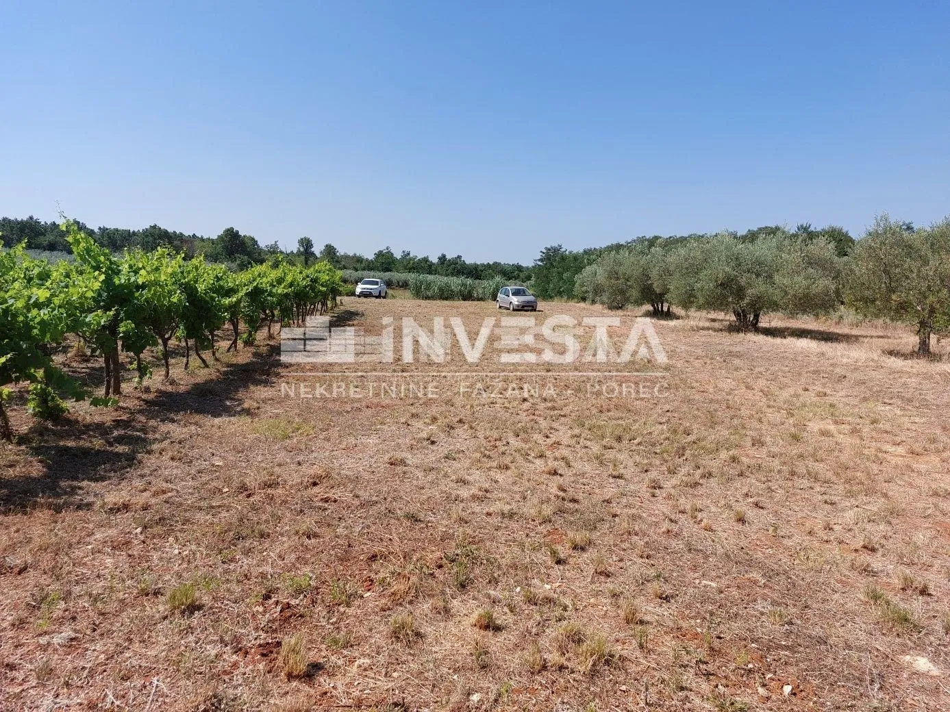 poreč okolica, poljoprivredno zemljište 4549 m2 - vinograd i pašnjak - slika 5