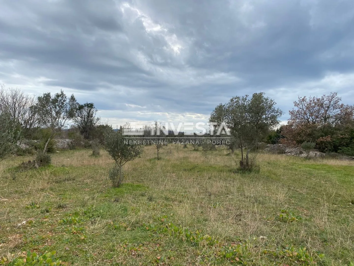 fažana, maslinik 2400 m2 - slika 3