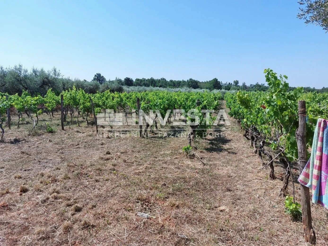 poreč okolica, poljoprivredno zemljište 4549 m2 - vinograd i pašnjak - slika 2