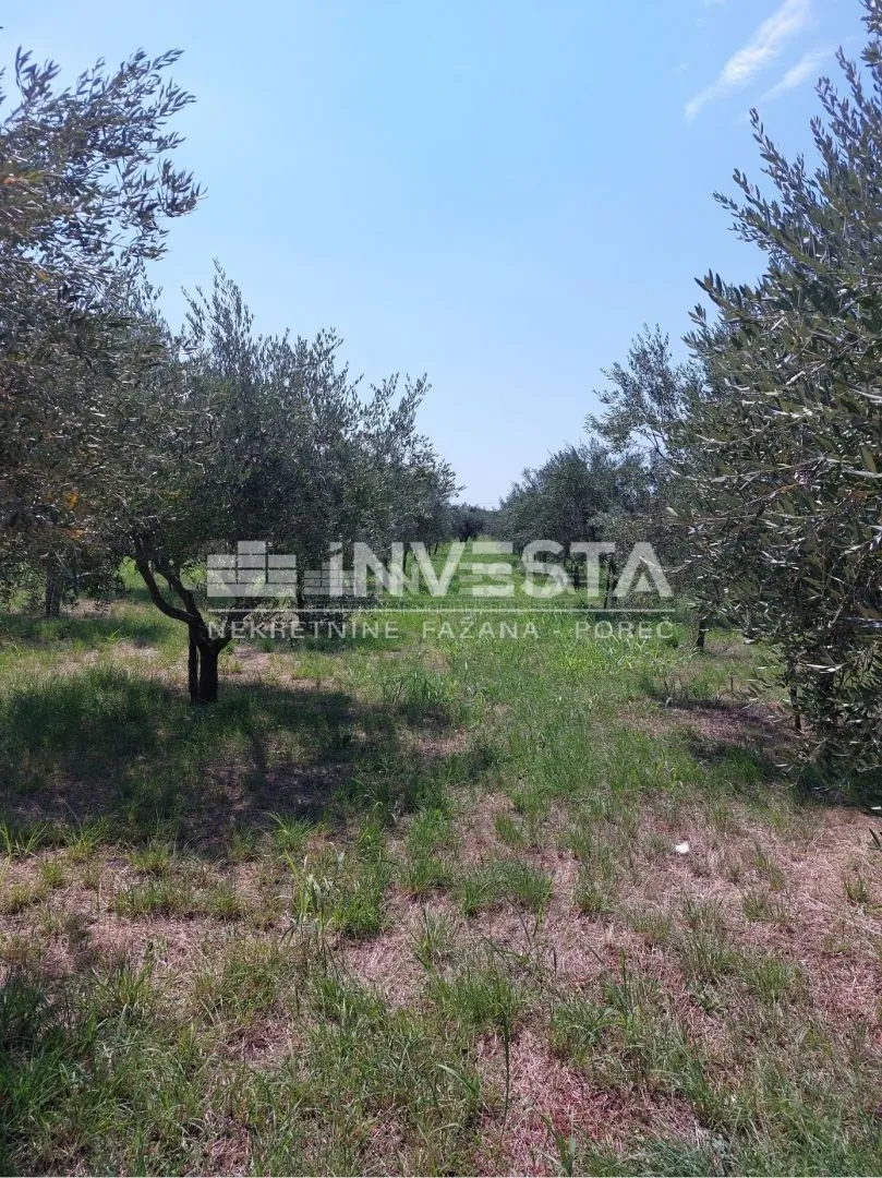 poreč okolica, maslinik od 2000 m2 - slika 3