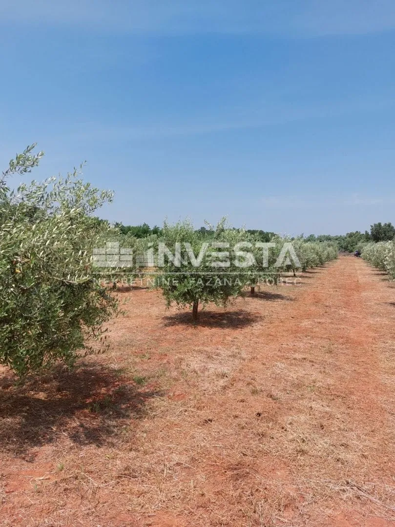 poreč, labinci, maslinik sa 150-ak maslina, 6000 m2 - slika 3