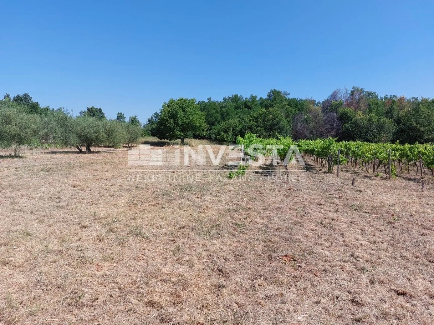 poreč okolica, poljoprivredno zemljište 4549 m2 - vinograd i pašnjak - slika 4