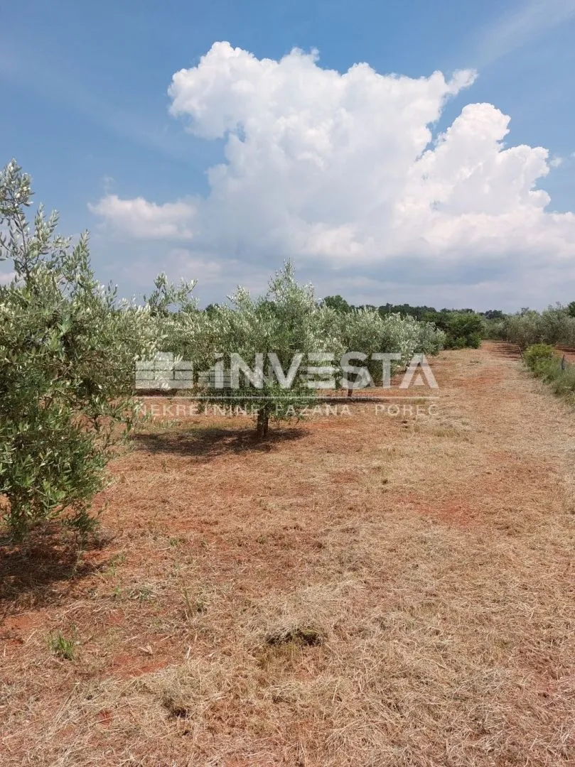 poreč, labinci, maslinik sa 150-ak maslina, 6000 m2 - slika 2