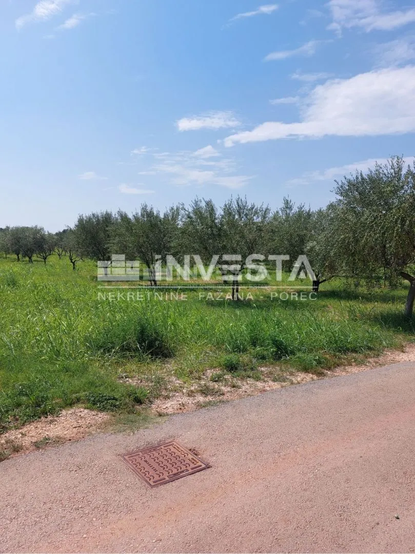 poreč okolica, maslinik od 2000 m2 - slika 2