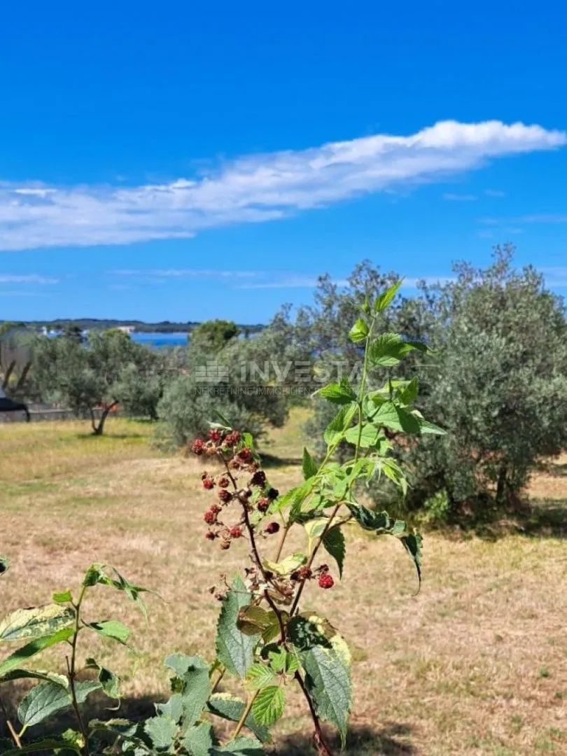 fažana, maslinik s pogledom na more, 300 m od plaže - slika 3