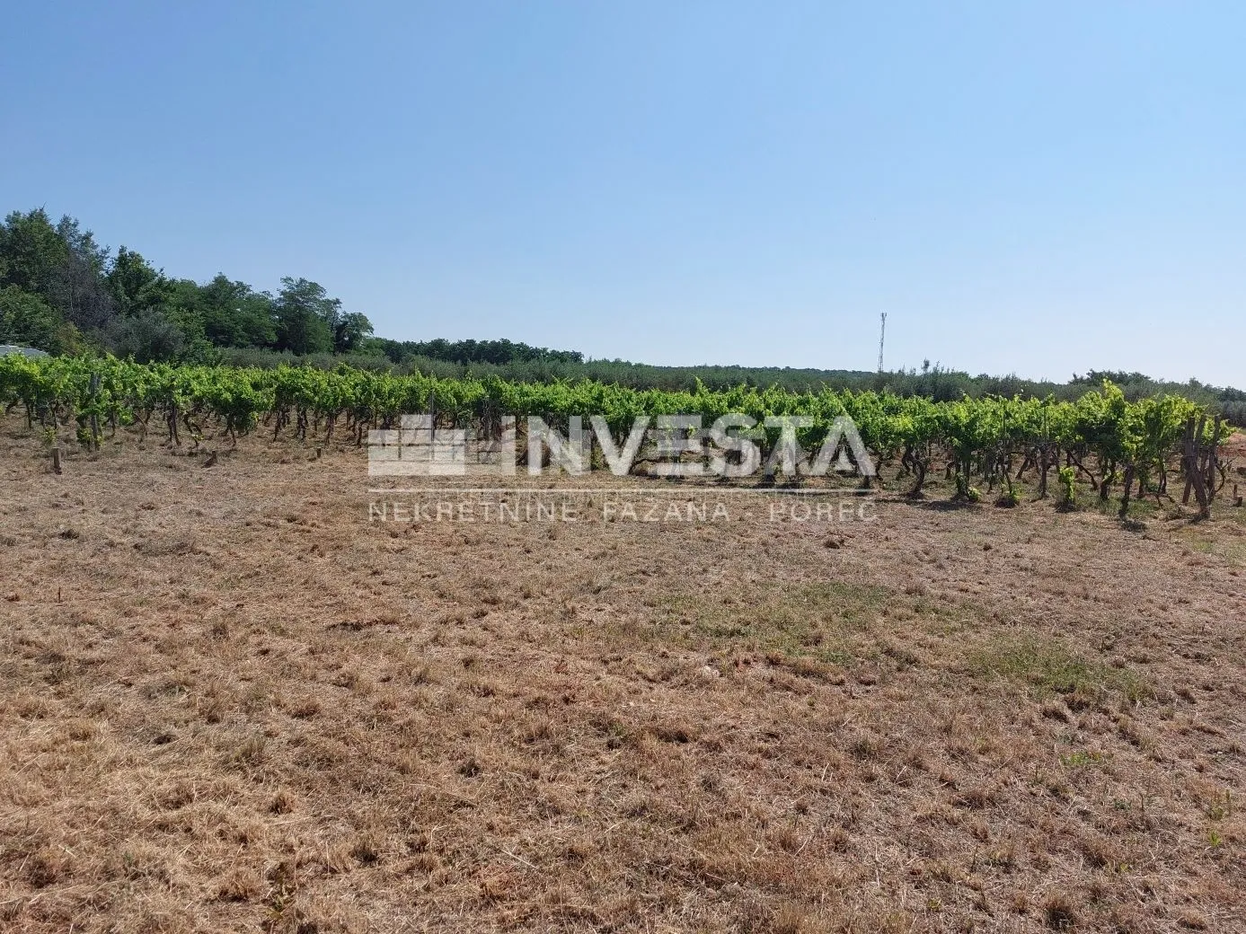 poreč okolica, poljoprivredno zemljište 4549 m2 - vinograd i pašnjak - slika 3